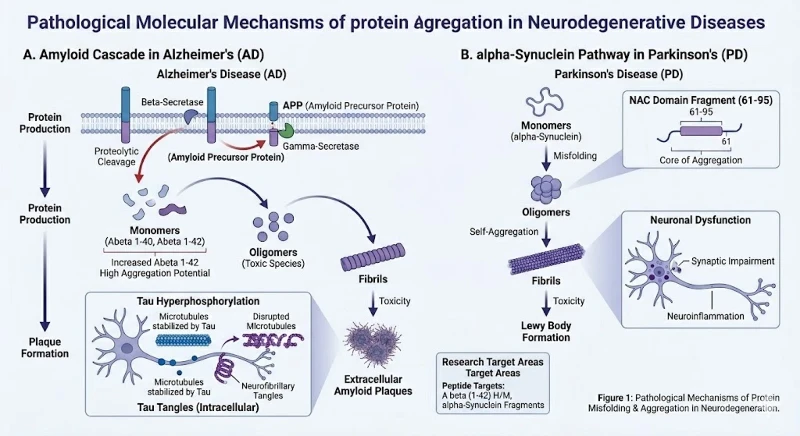 neurodegeneration-protein-aggregation-mechanisms neurodegeneration-protein-aggregation-mechanisms